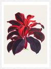 Hand drawn Hawaiian Ti plant print
