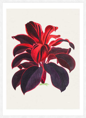 Hand drawn Hawaiian Ti plant print