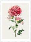 Hand drawn pink Chrysanthemum Illustration