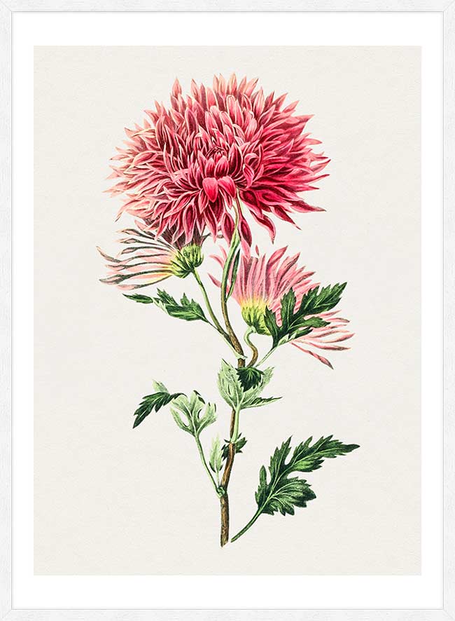 Hand drawn pink Chrysanthemum Illustration