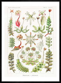 Hepaticae–Lebermoose Liverworts by Ernst Haeckel Print