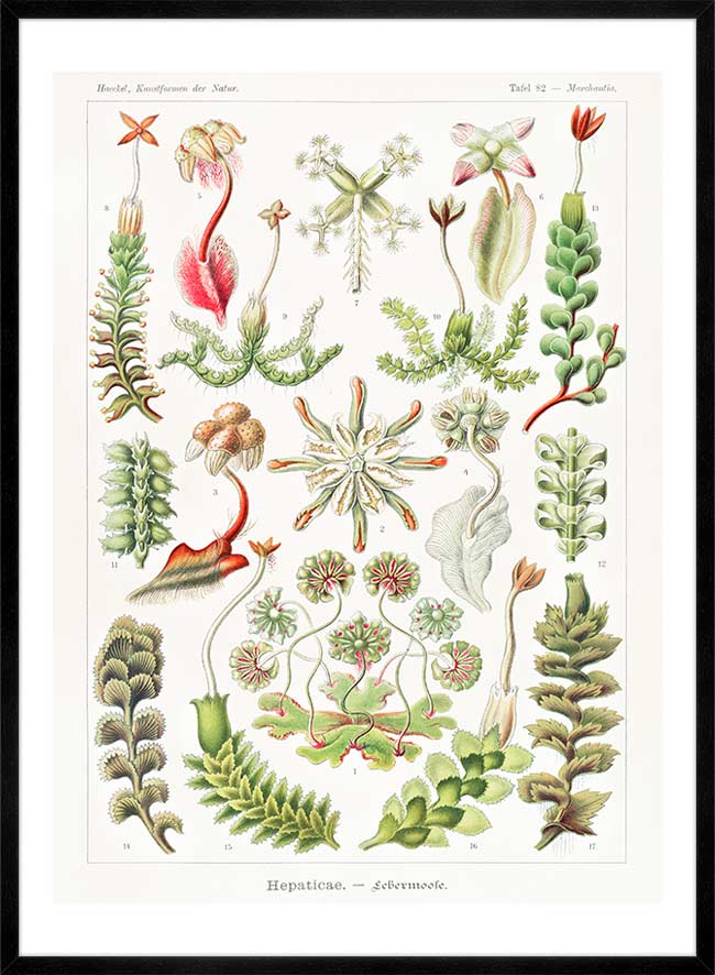 Hepaticae–Lebermoose Liverworts by Ernst Haeckel Print