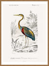 Heron Vintage Bird Print
