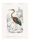 Heron Vintage Bird Print