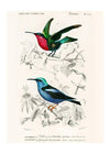 Hummingbird Vintage Bird Print