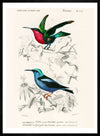 Hummingbird Vintage Bird Print