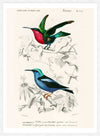 Hummingbird Vintage Bird Print