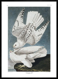 Iceland Falcon Vintage Antique Bird Print