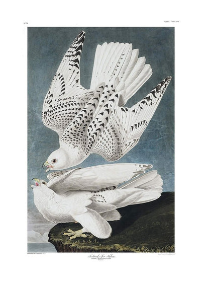 Iceland Falcon Vintage Antique Bird Print