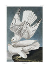 Iceland Falcon Vintage Antique Bird Print