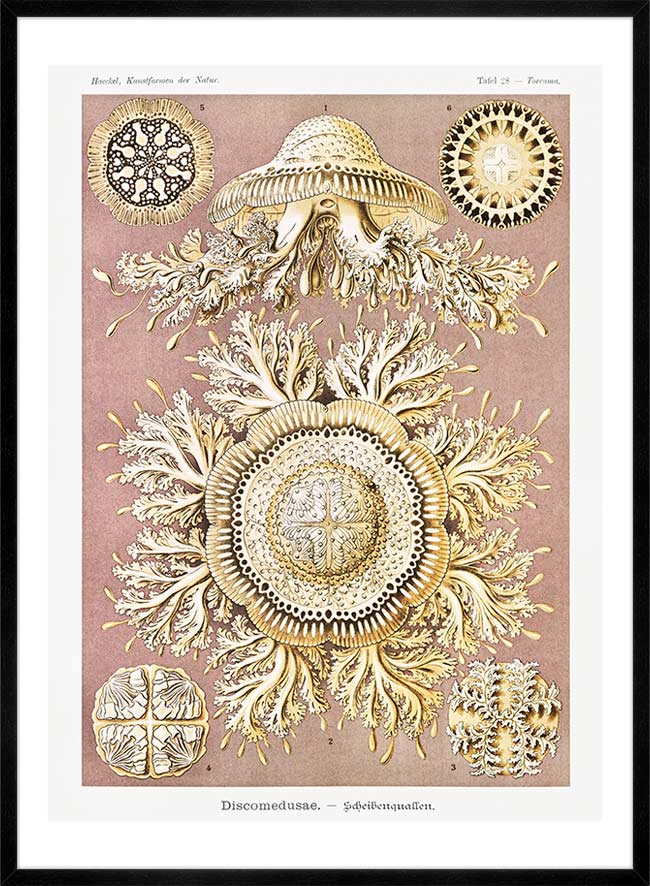 Jellyfish Discomedusae–Schweibenquallen Vintage Illustration print