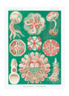 Jellyfish Green and Pink Vintage Antique Print