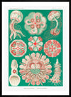 Jellyfish Green and Pink Vintage Antique Print