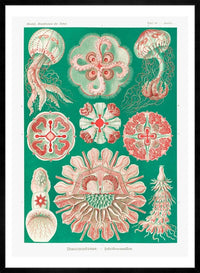 Jellyfish Green and Pink Vintage Antique Print
