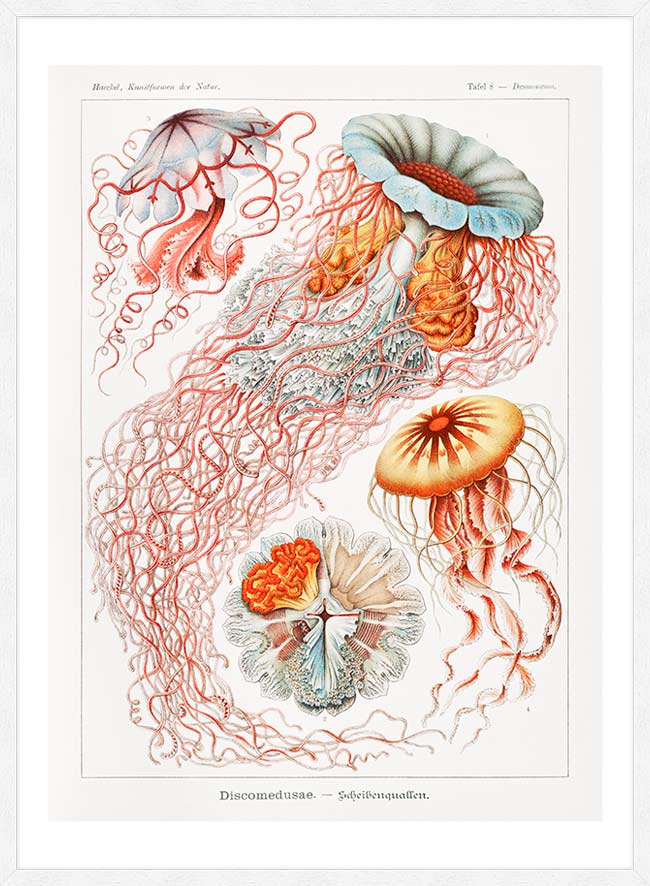 Jellyfish Illustration Vintage Print