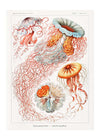 Jellyfish Illustration Vintage Print