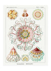 Jellyfish Phyllum Cnidaria Vintage Illustration Print