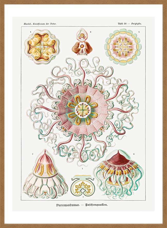 Jellyfish Phyllum Cnidaria Vintage Illustration Print