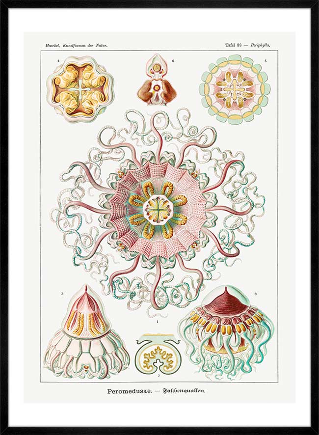 Jellyfish Phyllum Cnidaria Vintage Illustration Print