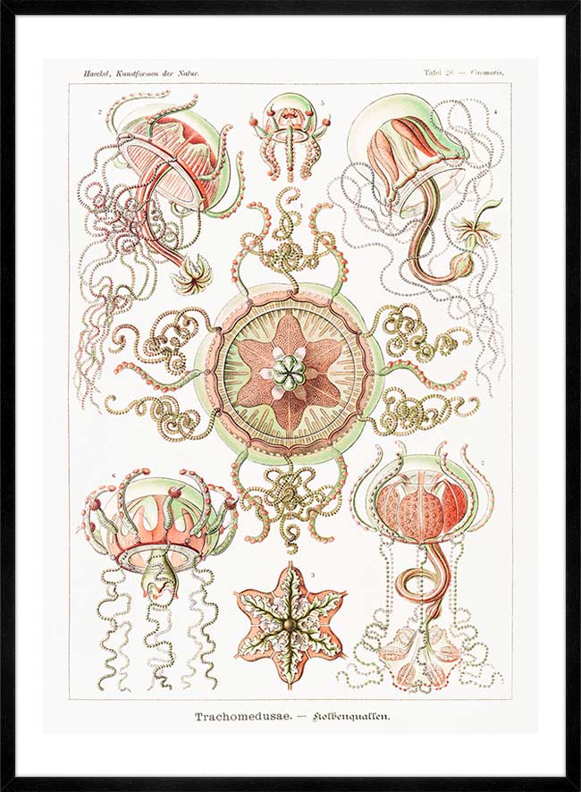 Jellyfish Trachomedusae Vintage Illustration Print