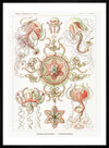 Jellyfish Trachomedusae Vintage Illustration Print