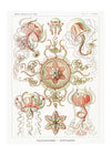 Jellyfish Trachomedusae Vintage Illustration Print