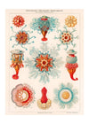 Jellyfish Vintage Antique Print