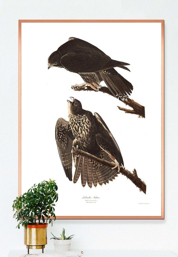 Labrador Falcon Vintage Antique Bird Print