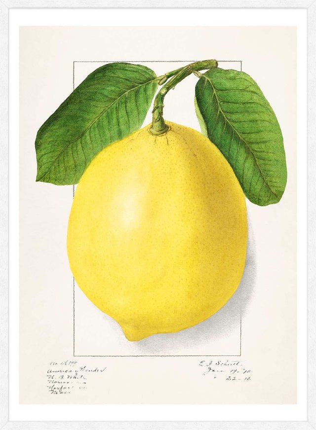 Large Lemon Vintage Antique Print