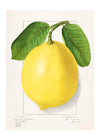 Large Lemon Vintage Antique Print