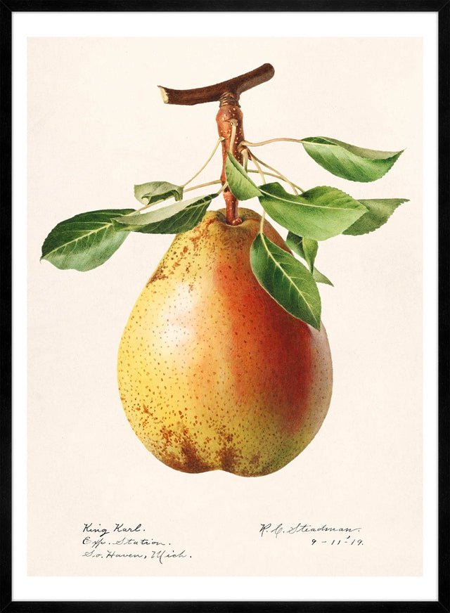 Large Pear Vintage Antique Print