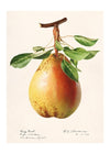 Large Pear Vintage Antique Print