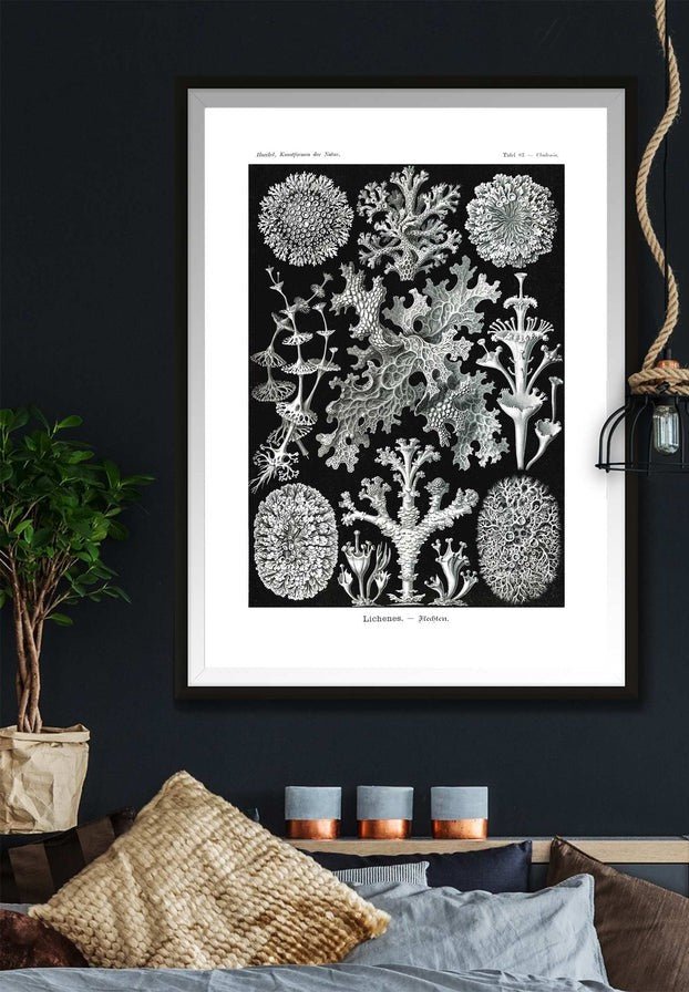 Lichens Black and White Vintage Antique Print