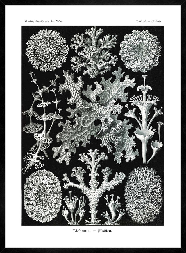 Lichens Black and White Vintage Antique Print