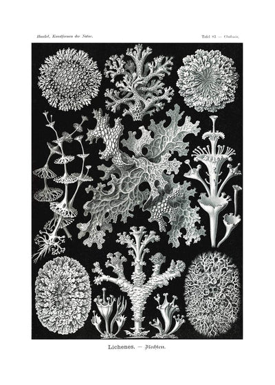 Lichens Black and White Vintage Antique Print