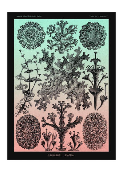 Lichens Pink and Teal Vintage Antique Print