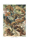 Lizards Illustration Vintage Print