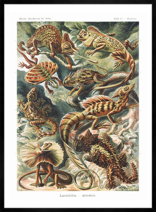 Lizards Illustration Vintage Print