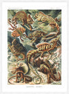 Lizards Illustration Vintage Print