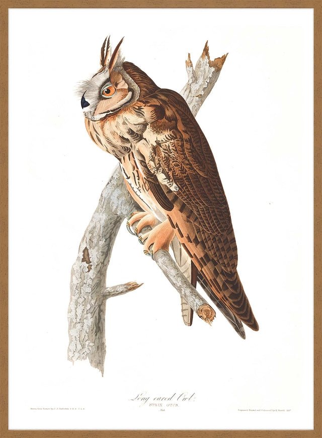 Long Eared Owl Vintage Antique Bird Print