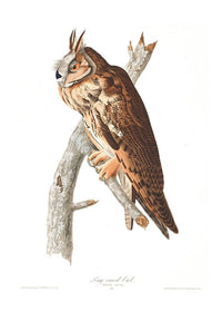 Long Eared Owl Vintage Antique Bird Print