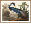 Louisiana Heron Vintage Bird Print