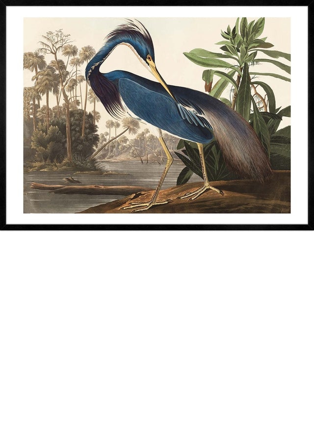 Louisiana Heron Vintage Bird Print
