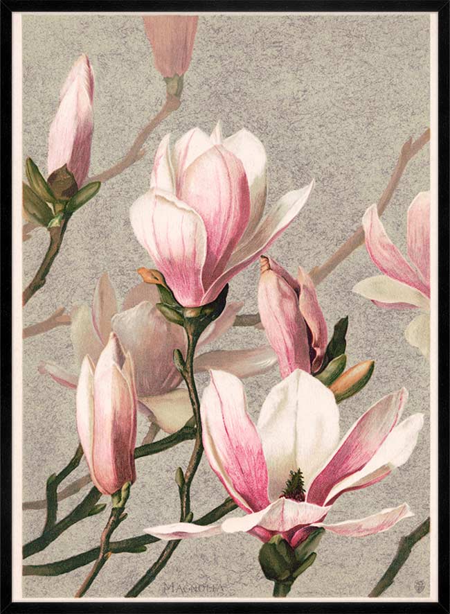Magnolia by l Prang Flower Print