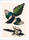 Magpies Vintage Antique Bird Print
