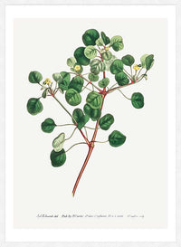 Manchineel Berry Botanical Print