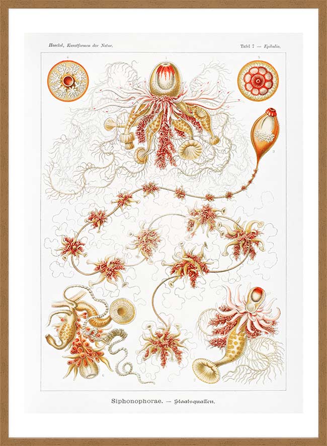 Marine Invertebrates Antique Illustration Print