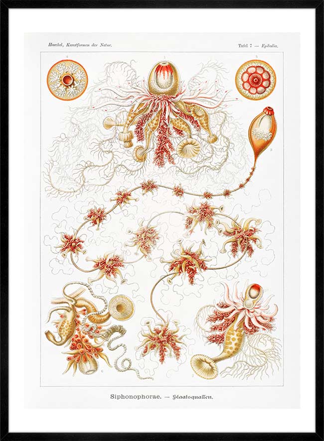 Marine Invertebrates Antique Illustration Print
