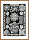 Marine Life Black and White Vintage Antique Print