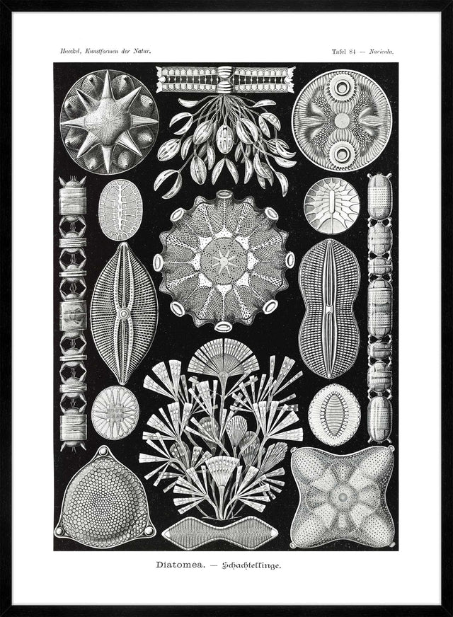 Marine Life Black and White Vintage Antique Print